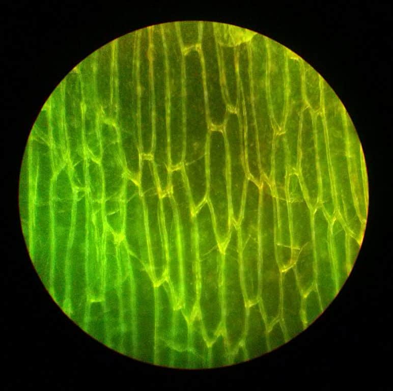 cellules oignon sous un microscope a fluorescence