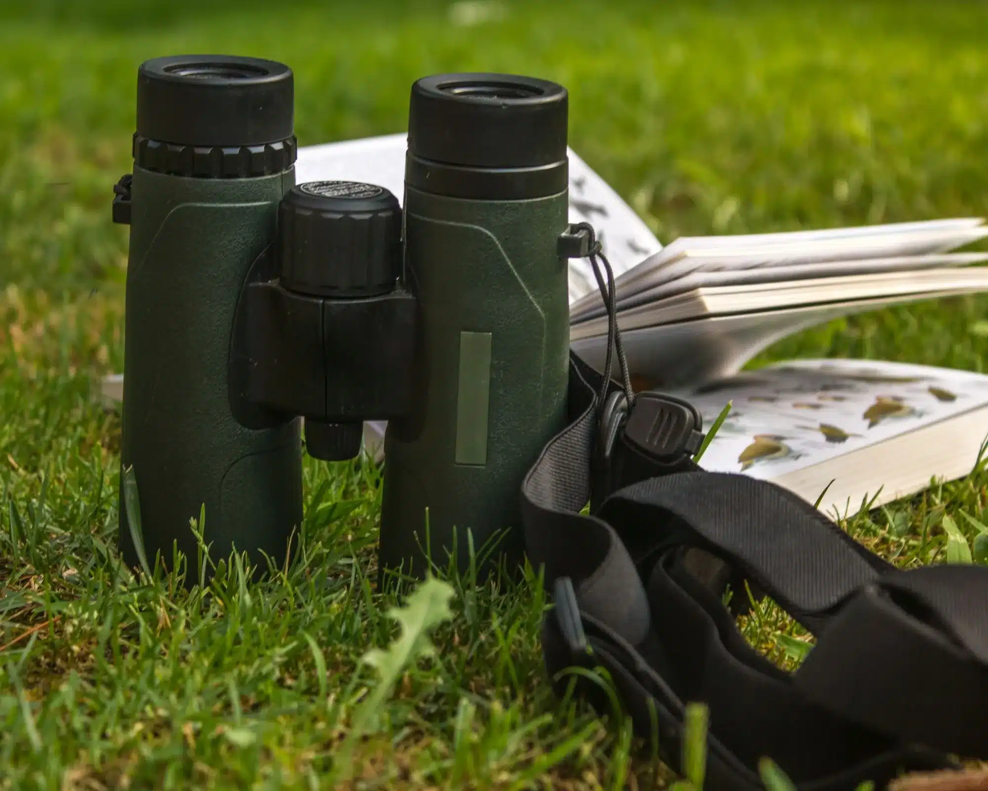 meilleures jumelles ornithologie observer oiseaux pleine nature